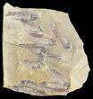 Fossil Fish (Gosiutichthys) Mortality Plate - Lake Gosiute #57879-1
